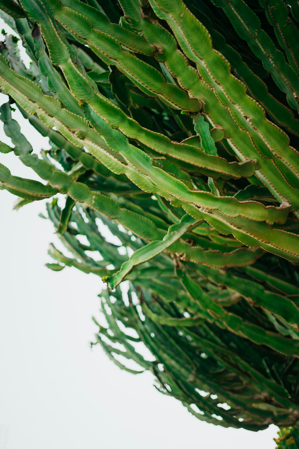 Un primer plano de una planta verde con muchas hojas