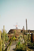 A desert garden with numerous tall cacti arranged around a stone path. In the background, a traditional windmill with a red roof sits atop a rocky hill. The scene is bathed in soft sunlight under a clear sky.