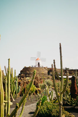 A desert garden with numerous tall cacti arranged around a stone path. In the background, a traditional windmill with a red roof sits atop a rocky hill. The scene is bathed in soft sunlight under a clear sky.