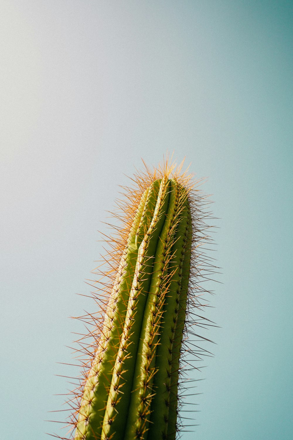 a large green cactus with a clear blue sky in the background