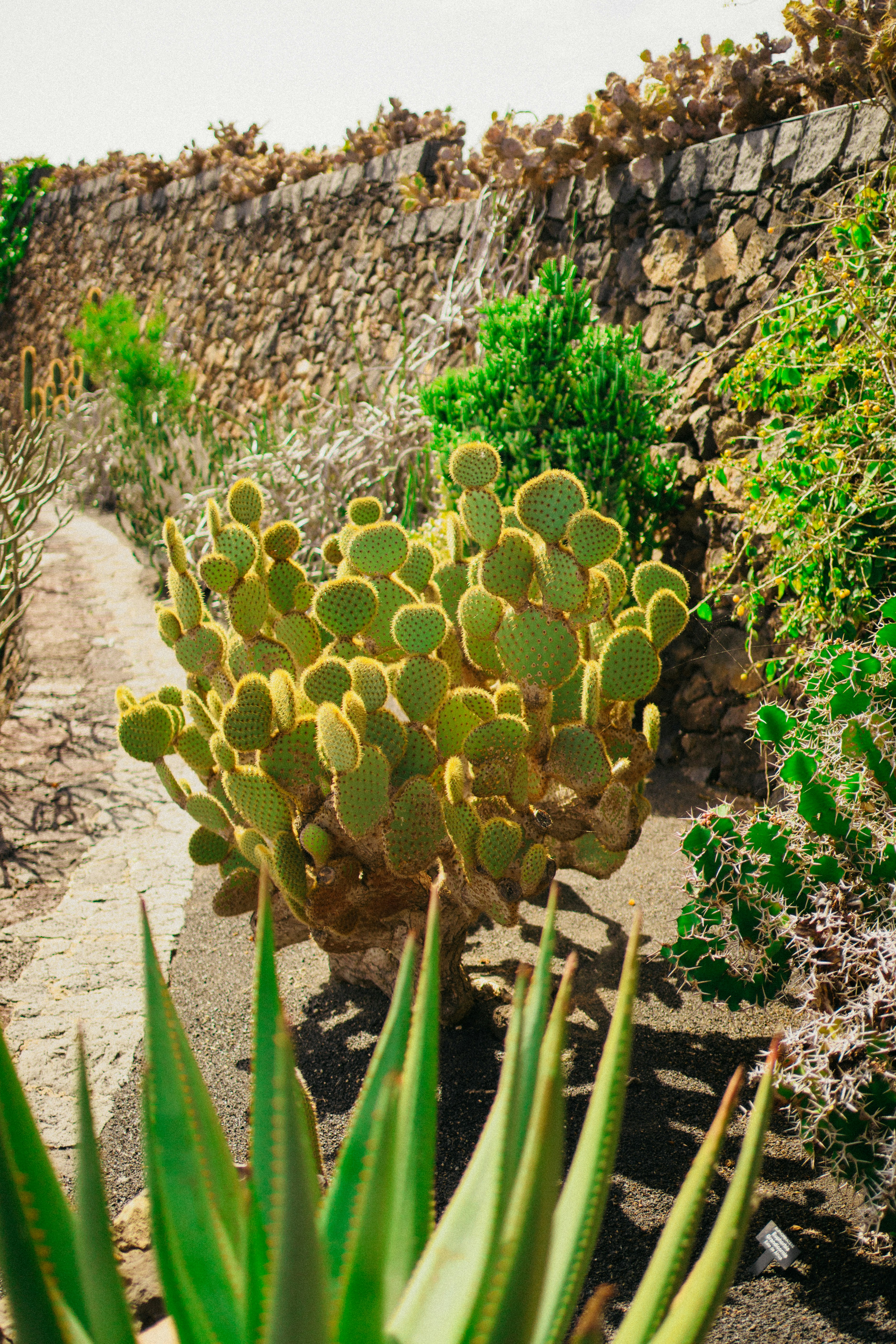 Ein Kaktus in einem Garten neben einer Steinmauer Foto  Kostenloses Bild  zum Thema Architektur auf Unsplash