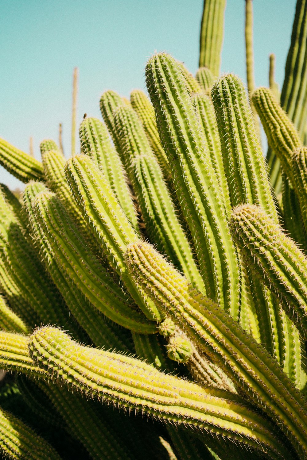 a close up of a green cactus plant