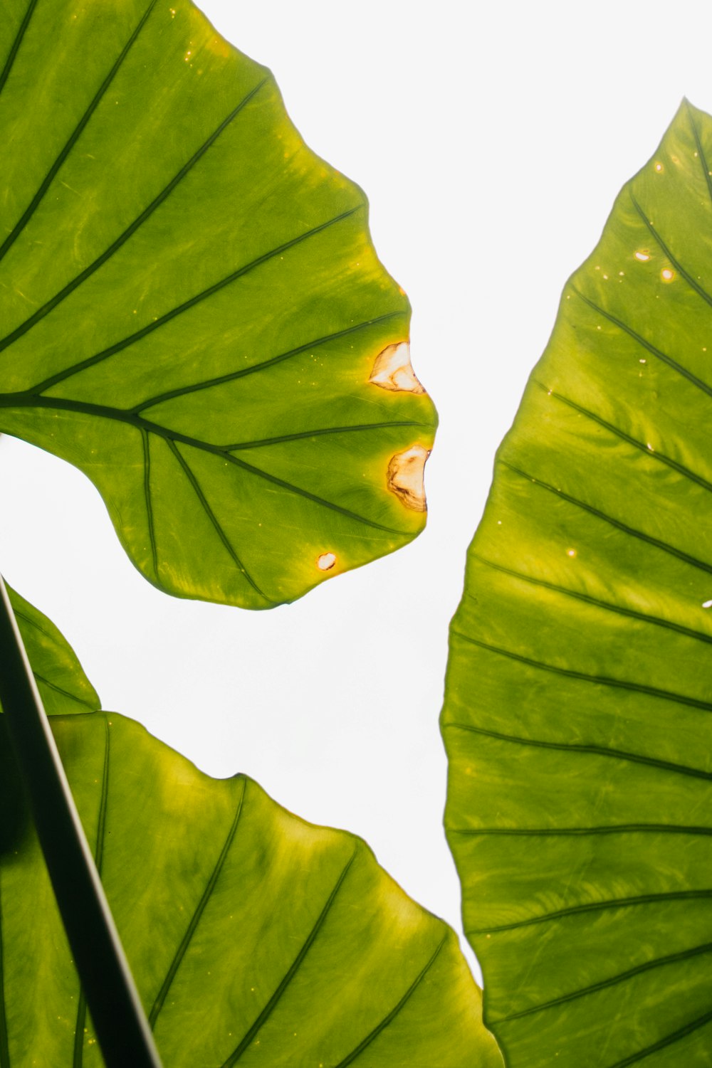 a close up of a large green leaf