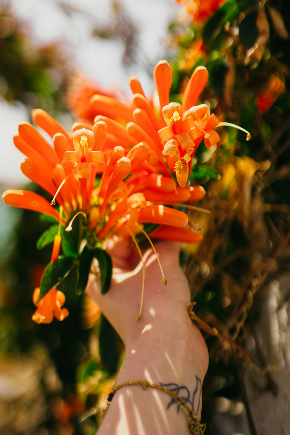 a hand holding a bunch of orange flowers