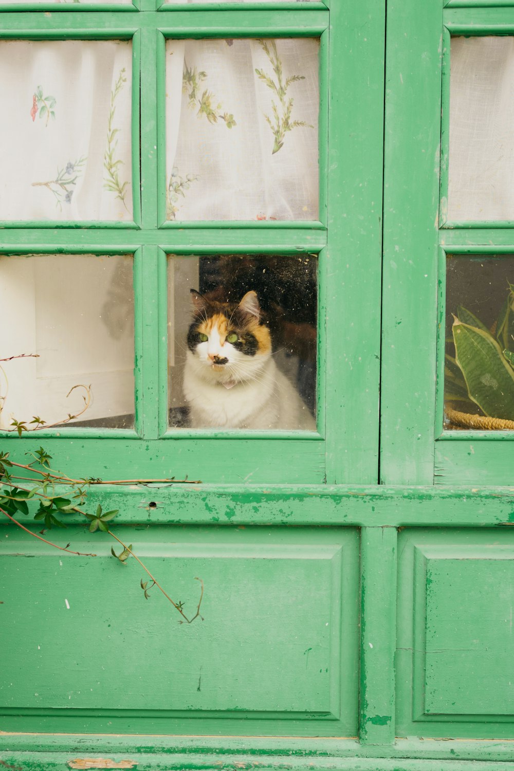 a cat sitting in a green door looking out