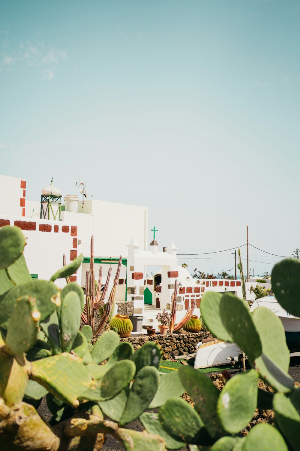 a cactus in front of a white building