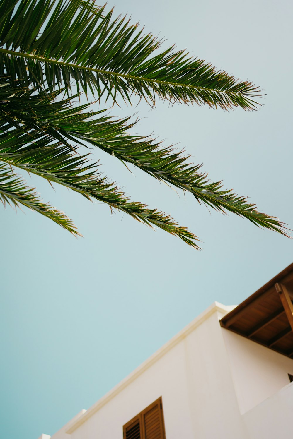 a palm tree is in front of a white building