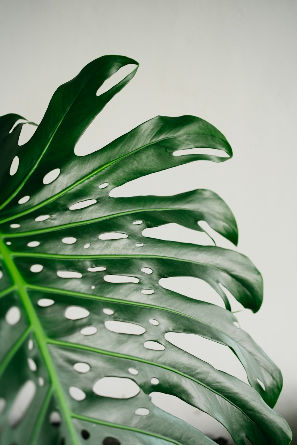 a close up of a large green leaf