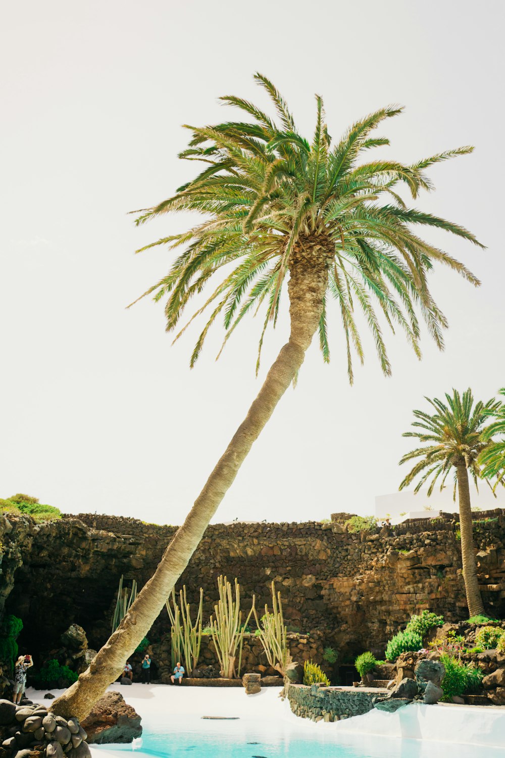 a palm tree leaning over a swimming pool