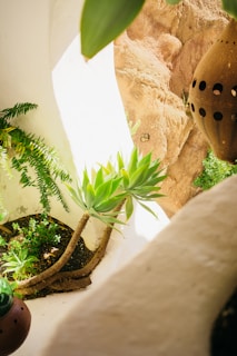 A well-lit and cozy corner features lush green plants with broad leaves growing out of a rounded planter against a white background. A clay pottery item with circular cut-outs hangs on the side, adding an earthy touch to the scene.