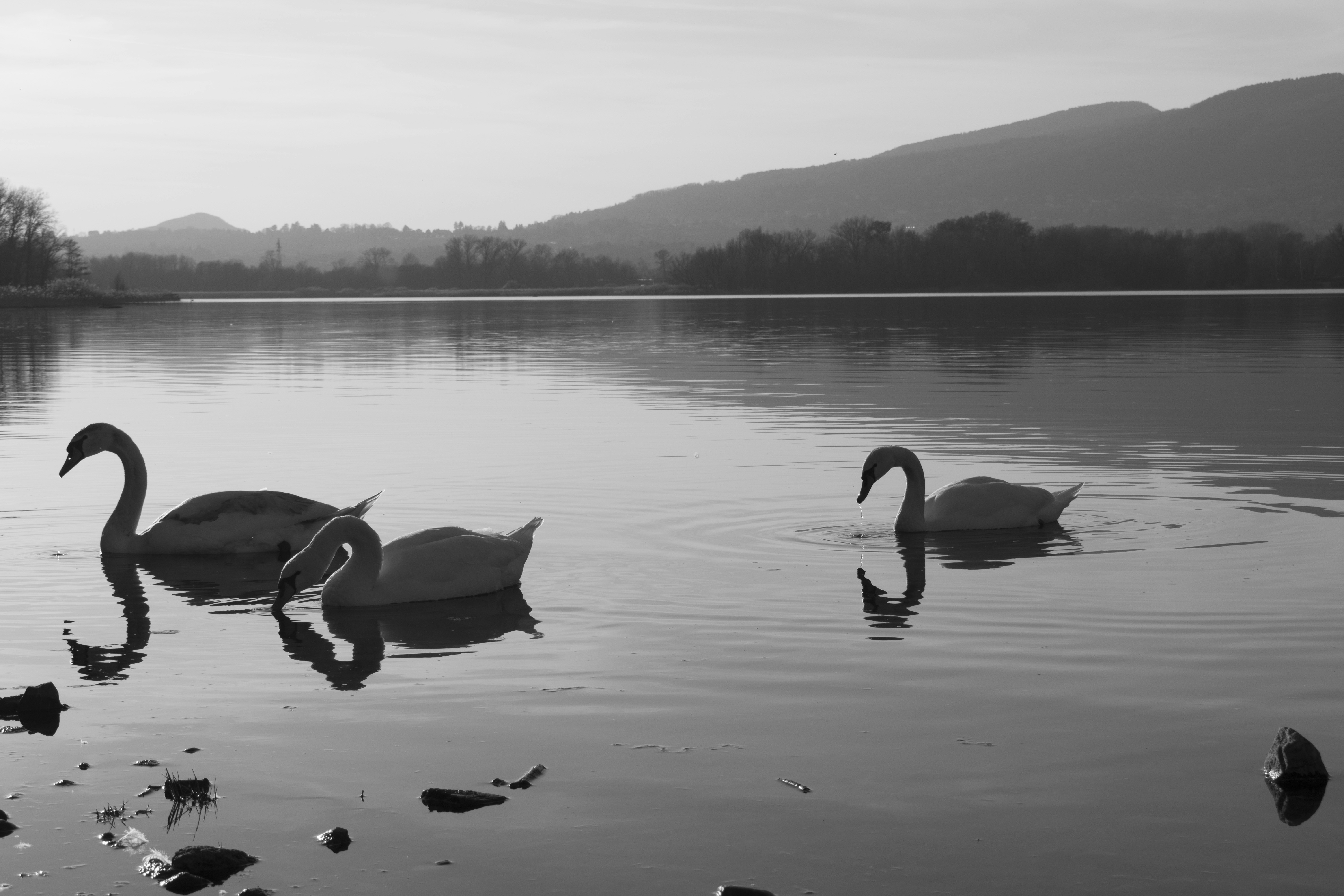 two swans swimming in a lake with mountains in the background