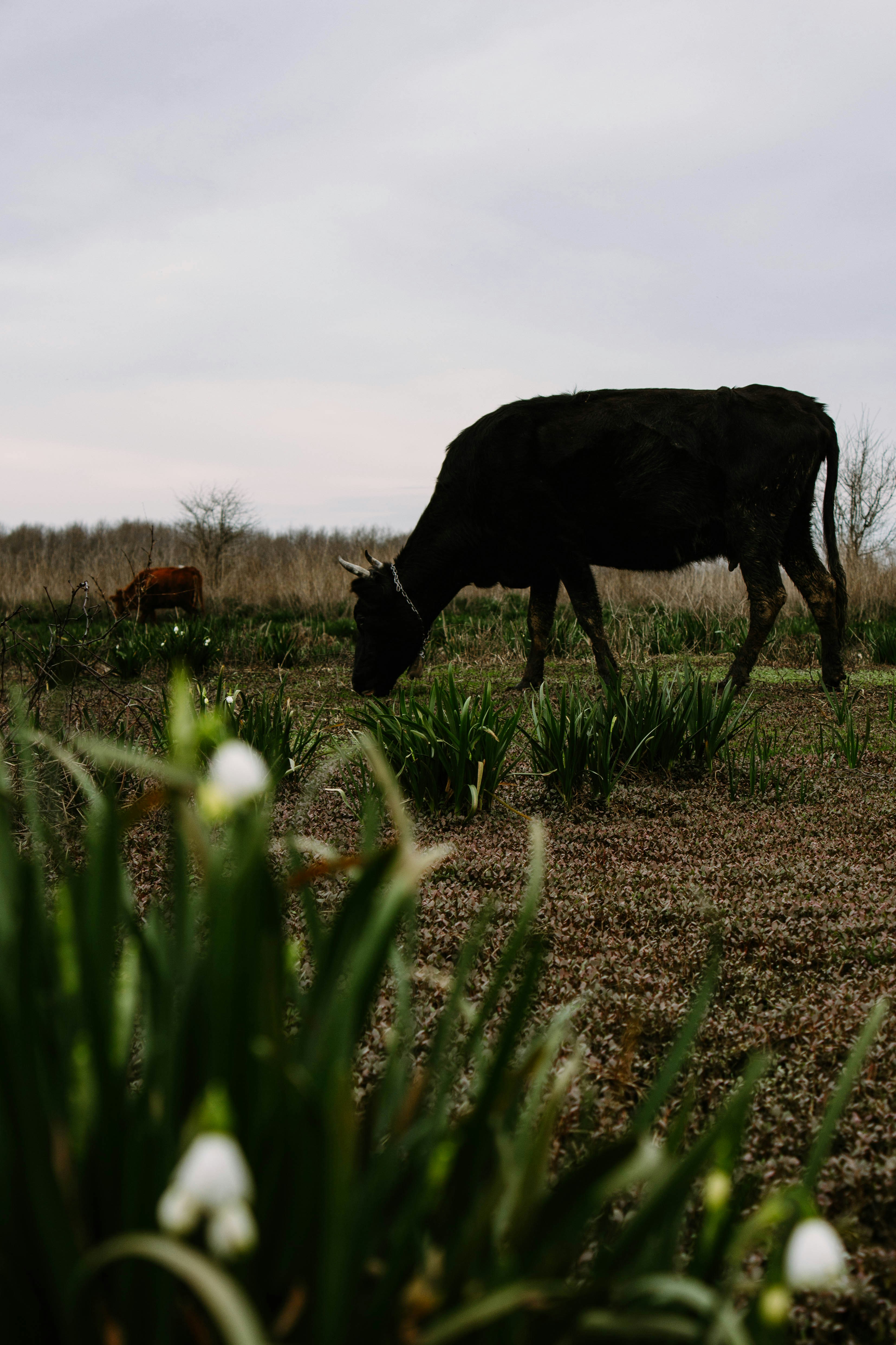 Photo by pushkina_fox