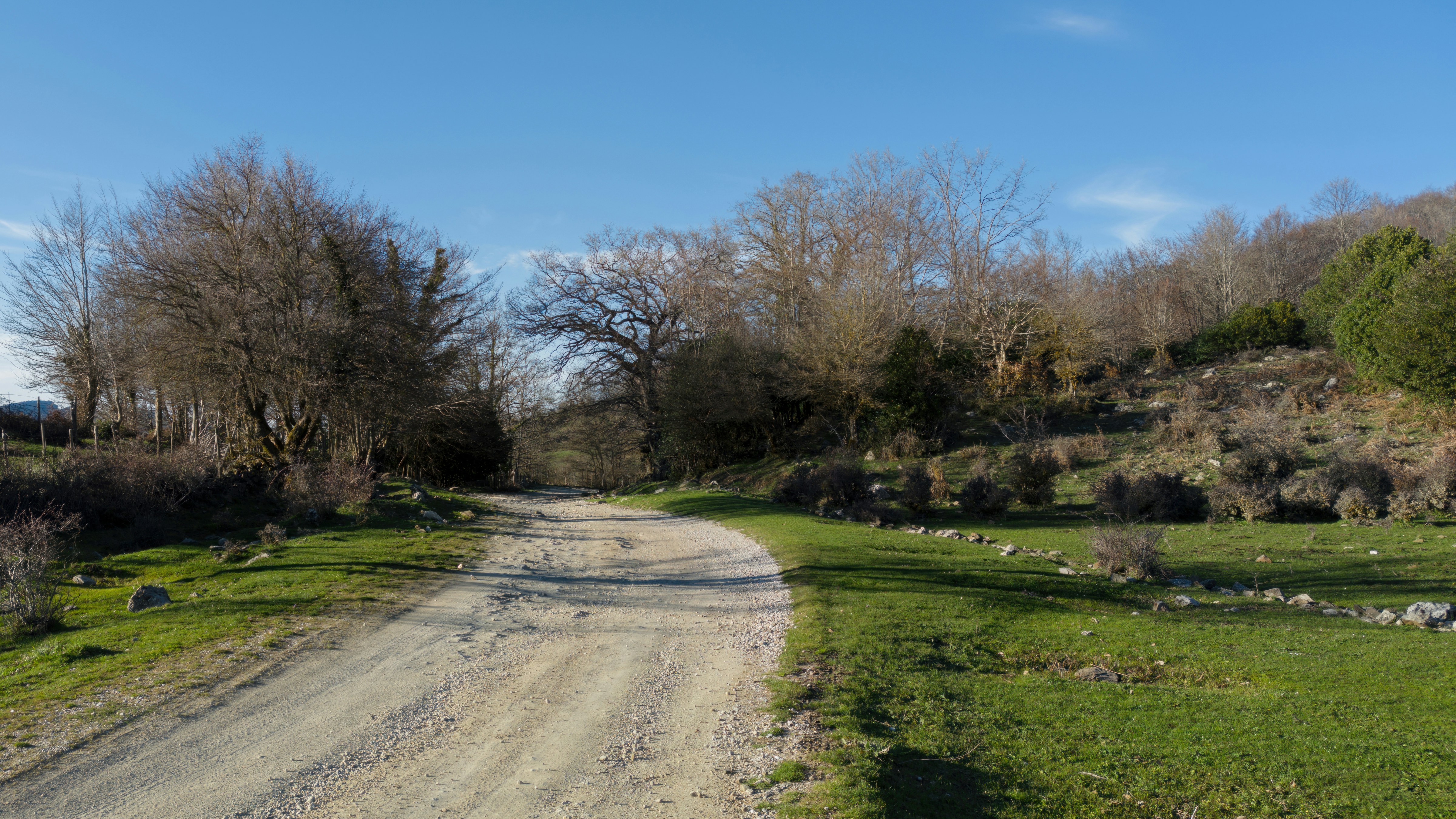 a dirt road surrounded by trees and grass