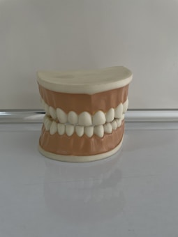 A dental model showing a detailed representation of human teeth and gums on a reflective surface. The model is composed of upper and lower jaws, with the teeth displayed in an aligned position.