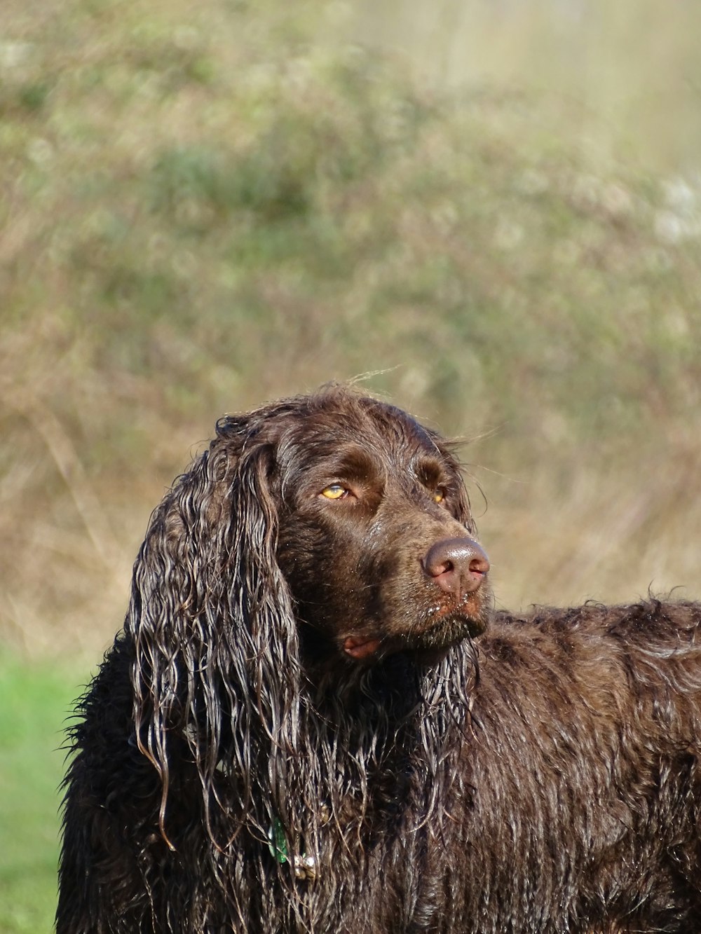 野原に立つ濡れた茶色の犬