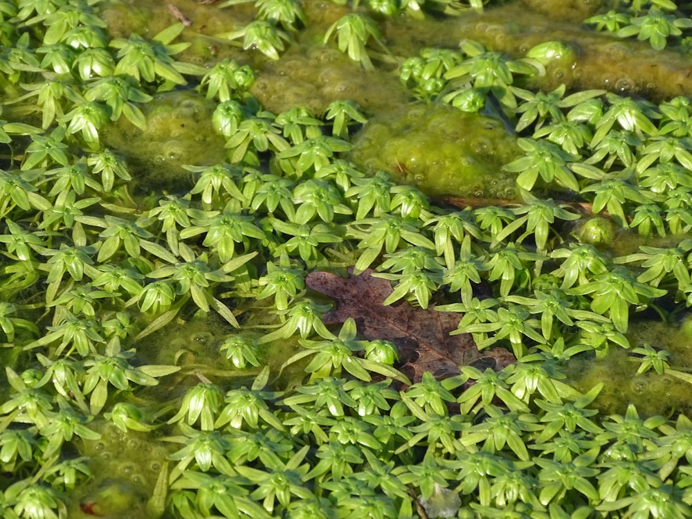 a frog sitting on top of a green plant