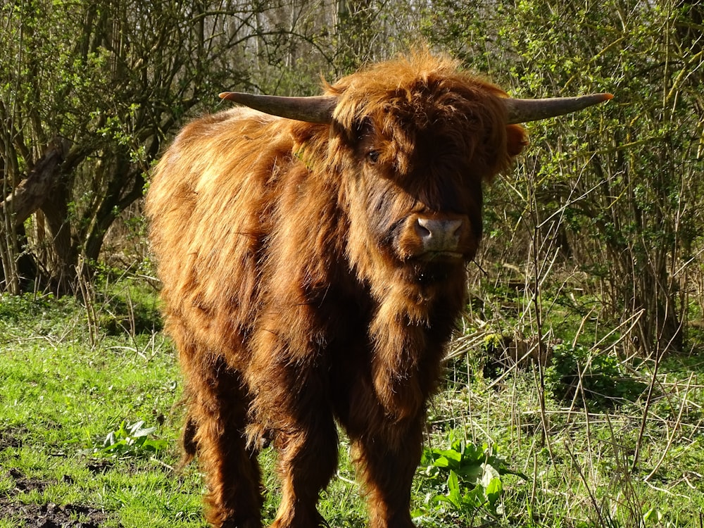 a large brown animal standing on top of a lush green field