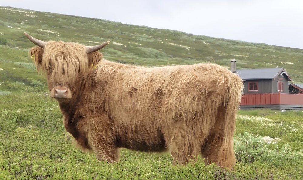 a long haired cow standing in a field