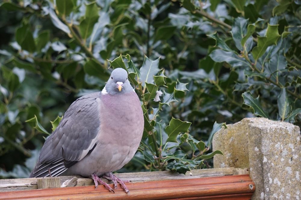 a pigeon sitting on a wooden rail next to a tree
