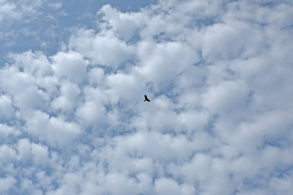 a bird flying through a cloudy blue sky