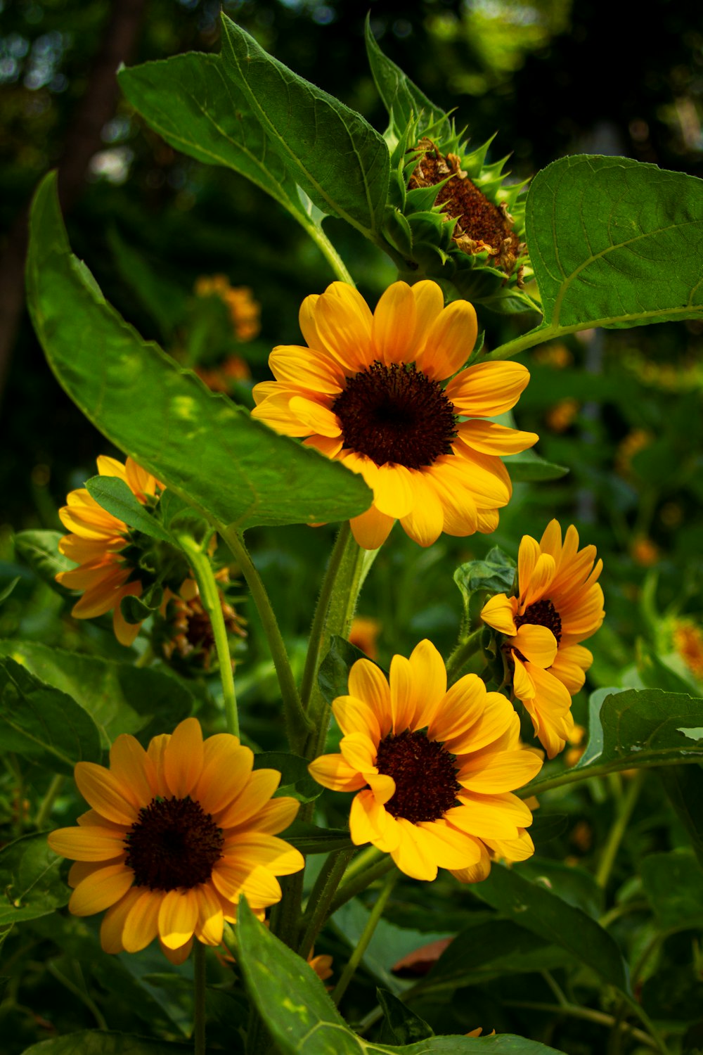 a group of yellow flowers in a field