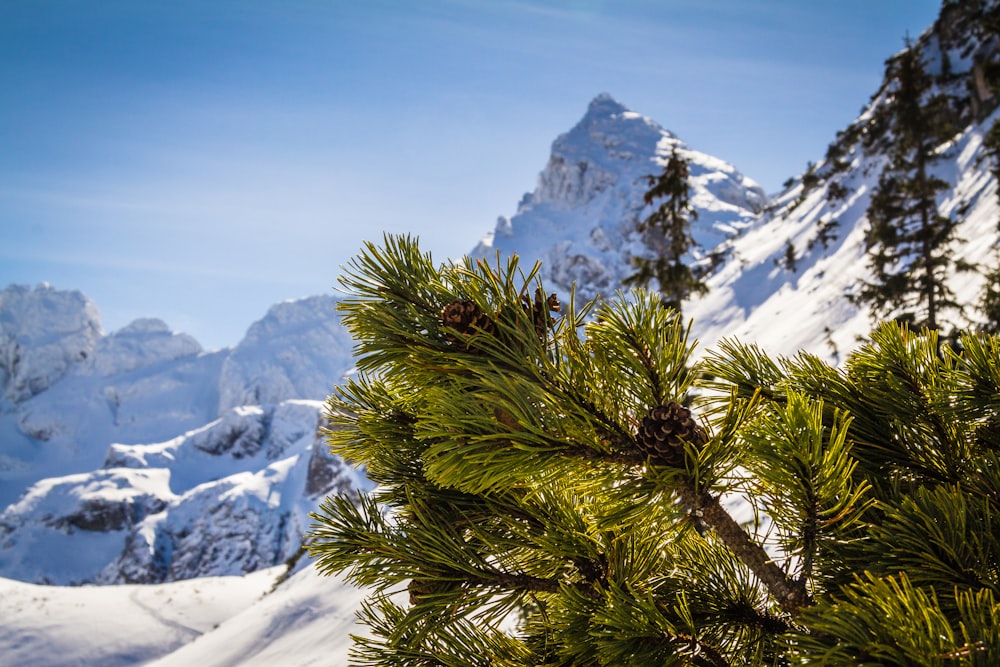 a pine tree with snow covered mountains in the background
