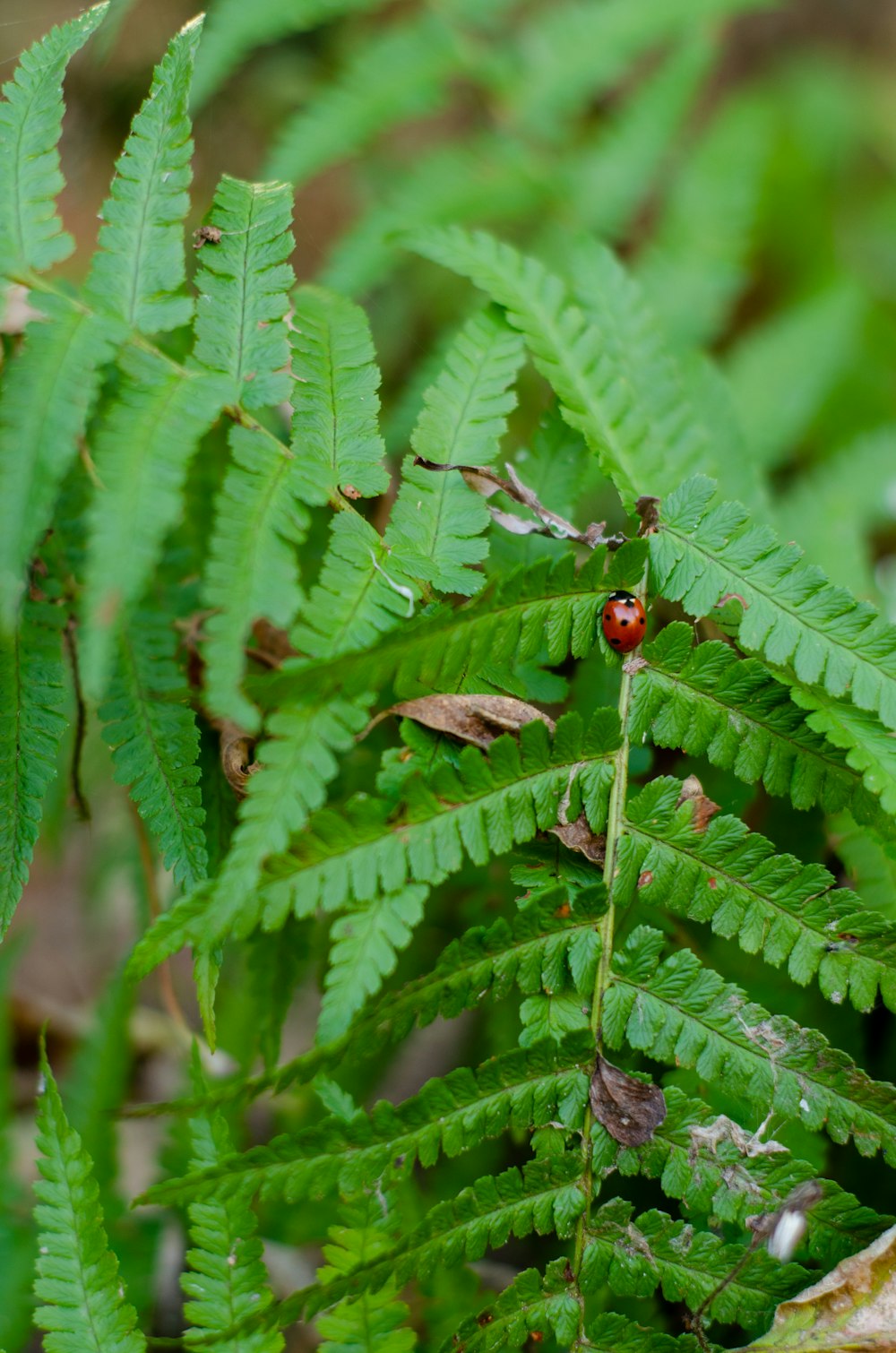 a lady bug crawling on a fern leaf