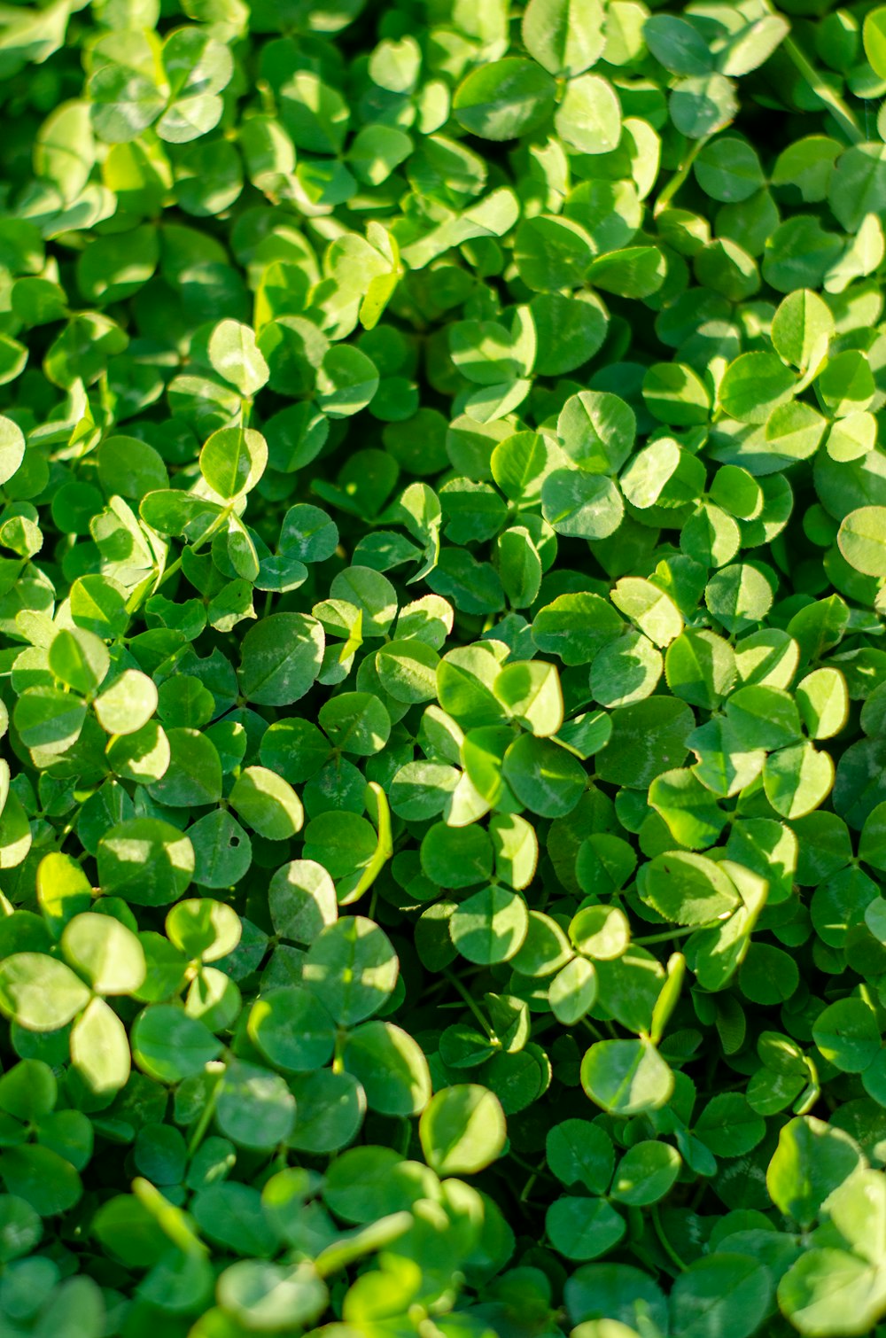 a close up of a bunch of green leaves