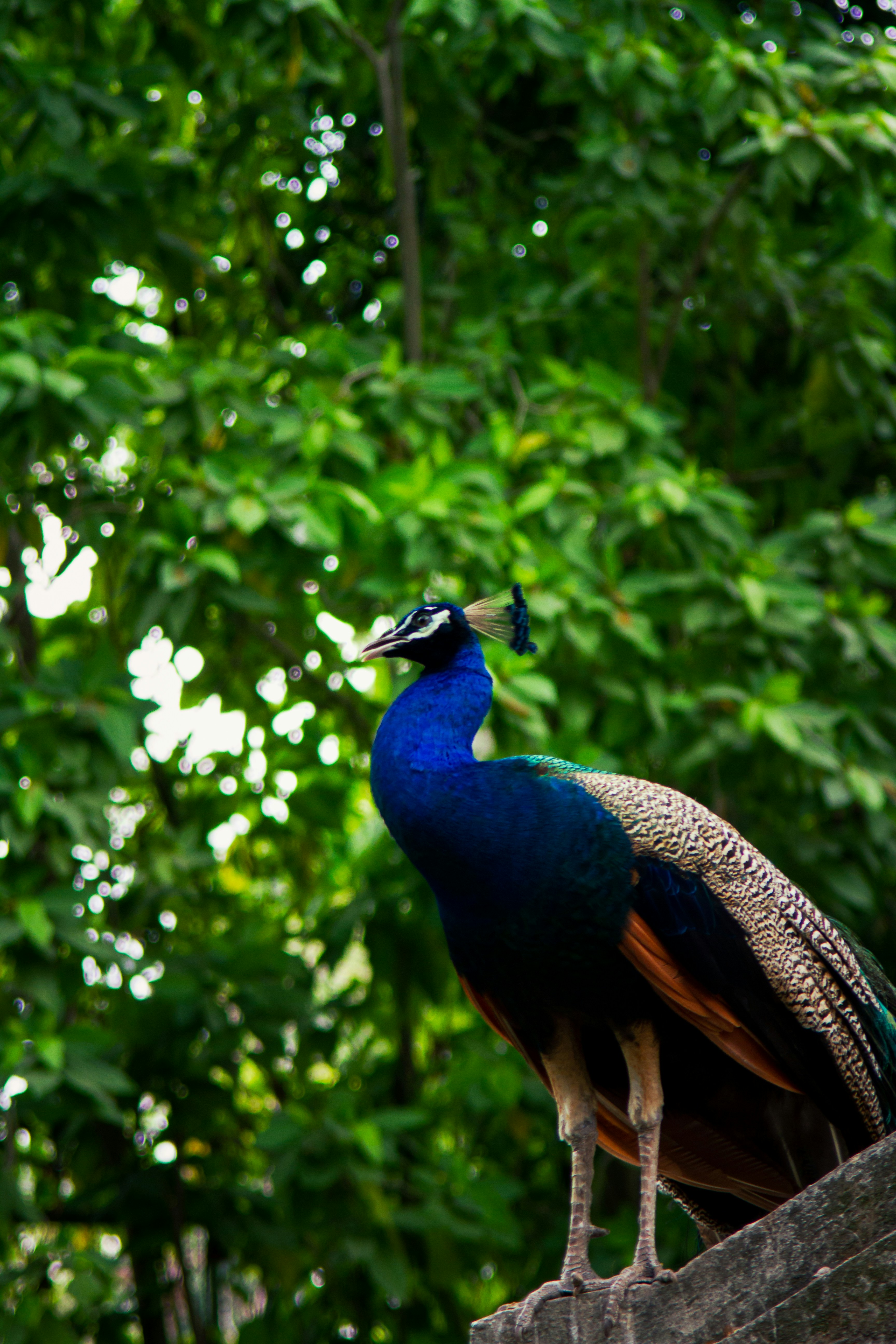 Peacock Township, Michigan