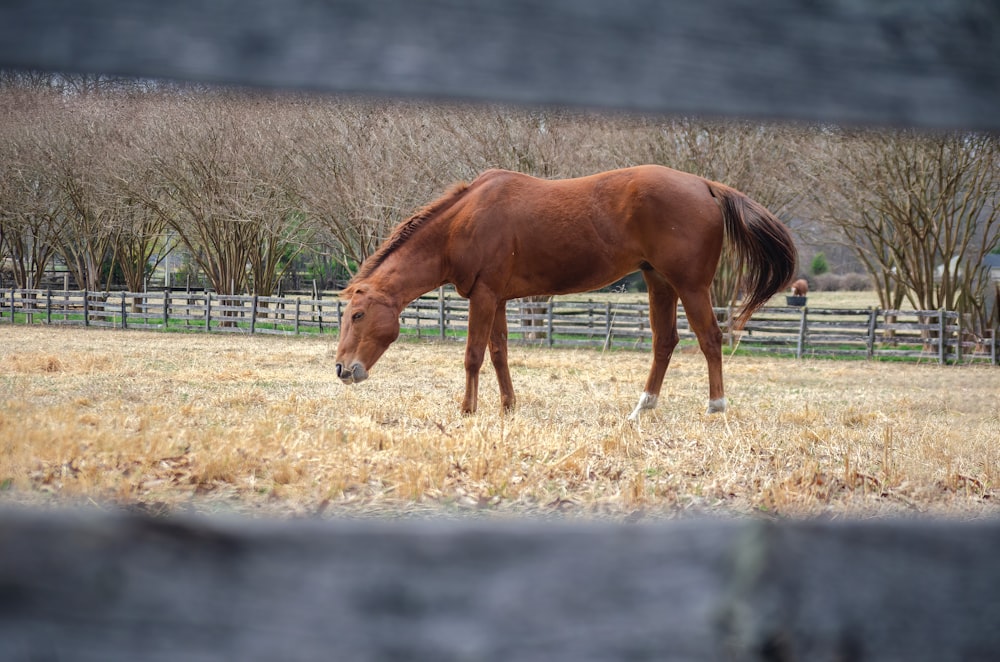 um cavalo pastando em um campo atrás de uma cerca