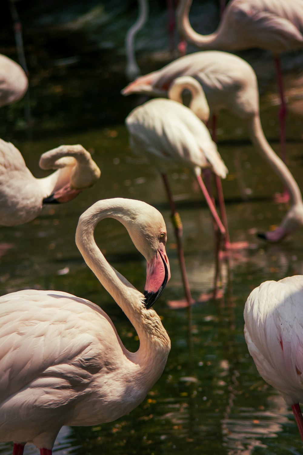 a group of flamingos standing around in the water