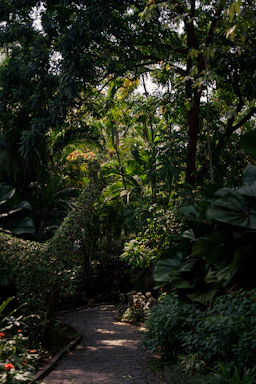 A serene Balinese villa garden pathway lined with tropical plants under soft sunlight.