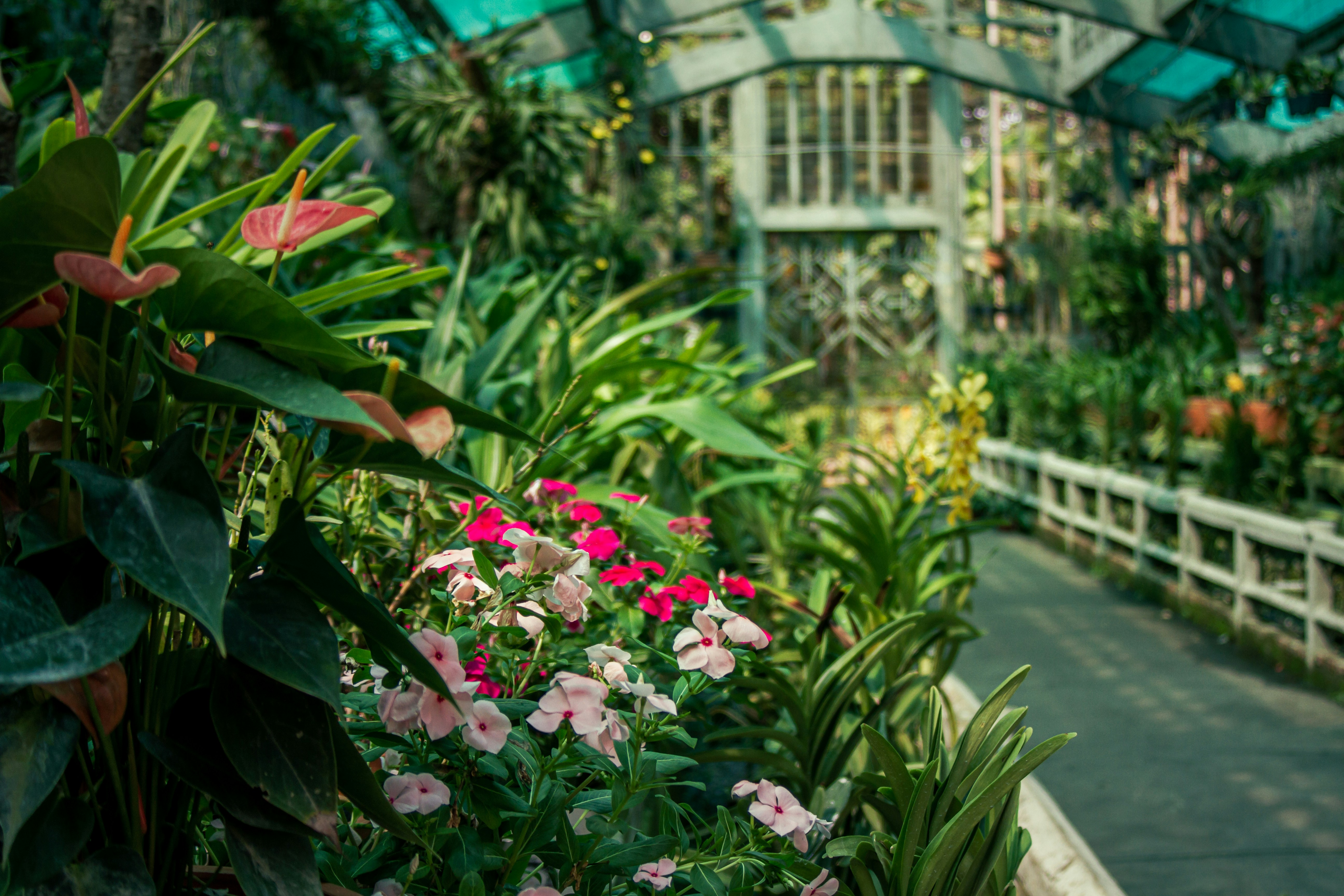 A greenhouse filled with lots of plants and flowers photo – Free Thảo ...