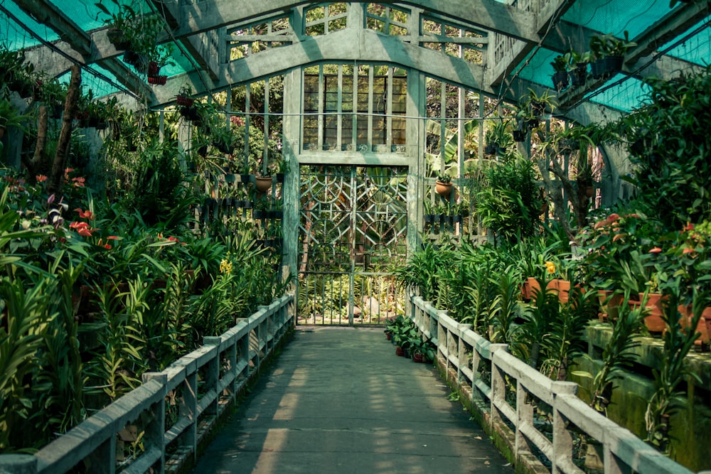 a walkway in a greenhouse filled with lots of plants