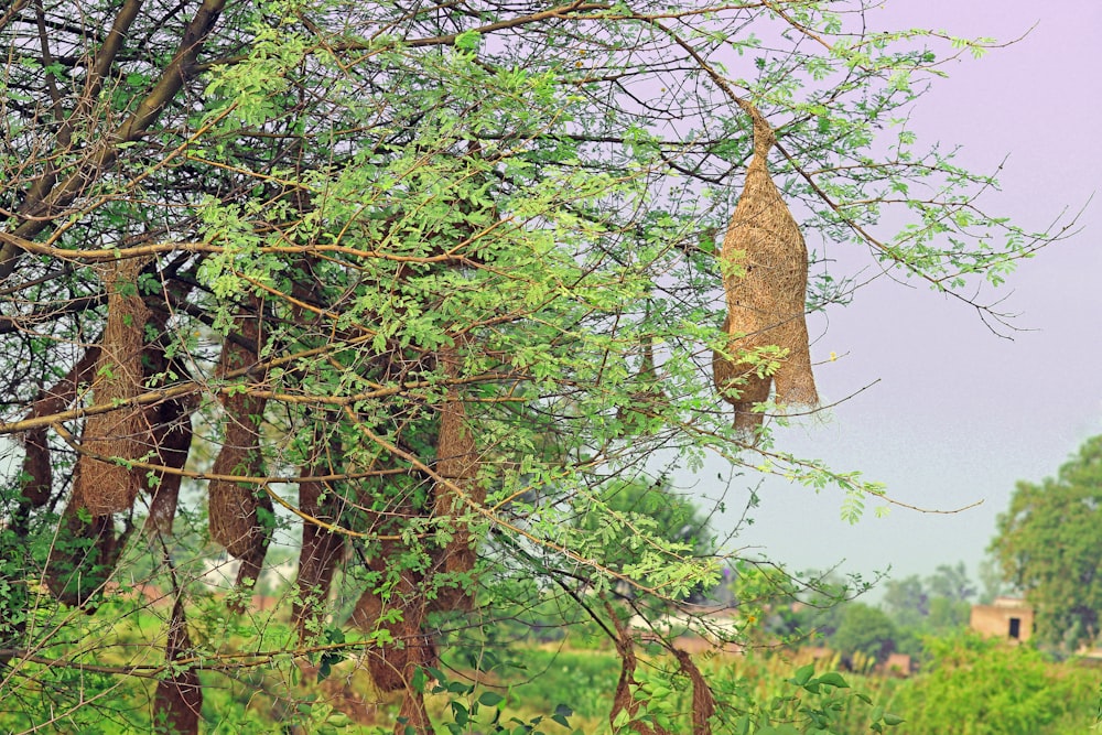 Una casa de pájaros colgando de un árbol en un campo