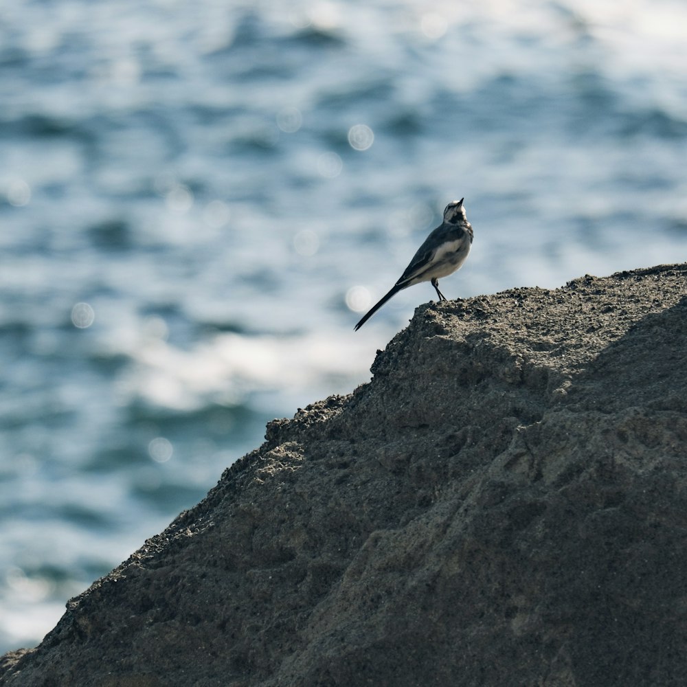 a small bird sitting on top of a rock near the ocean