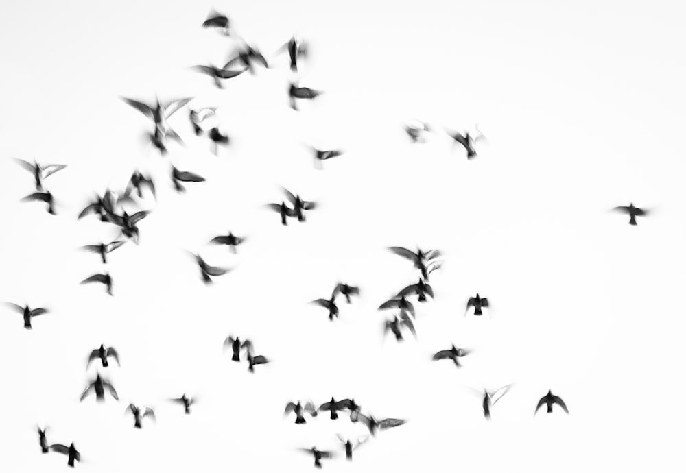 a flock of birds flying through a white sky