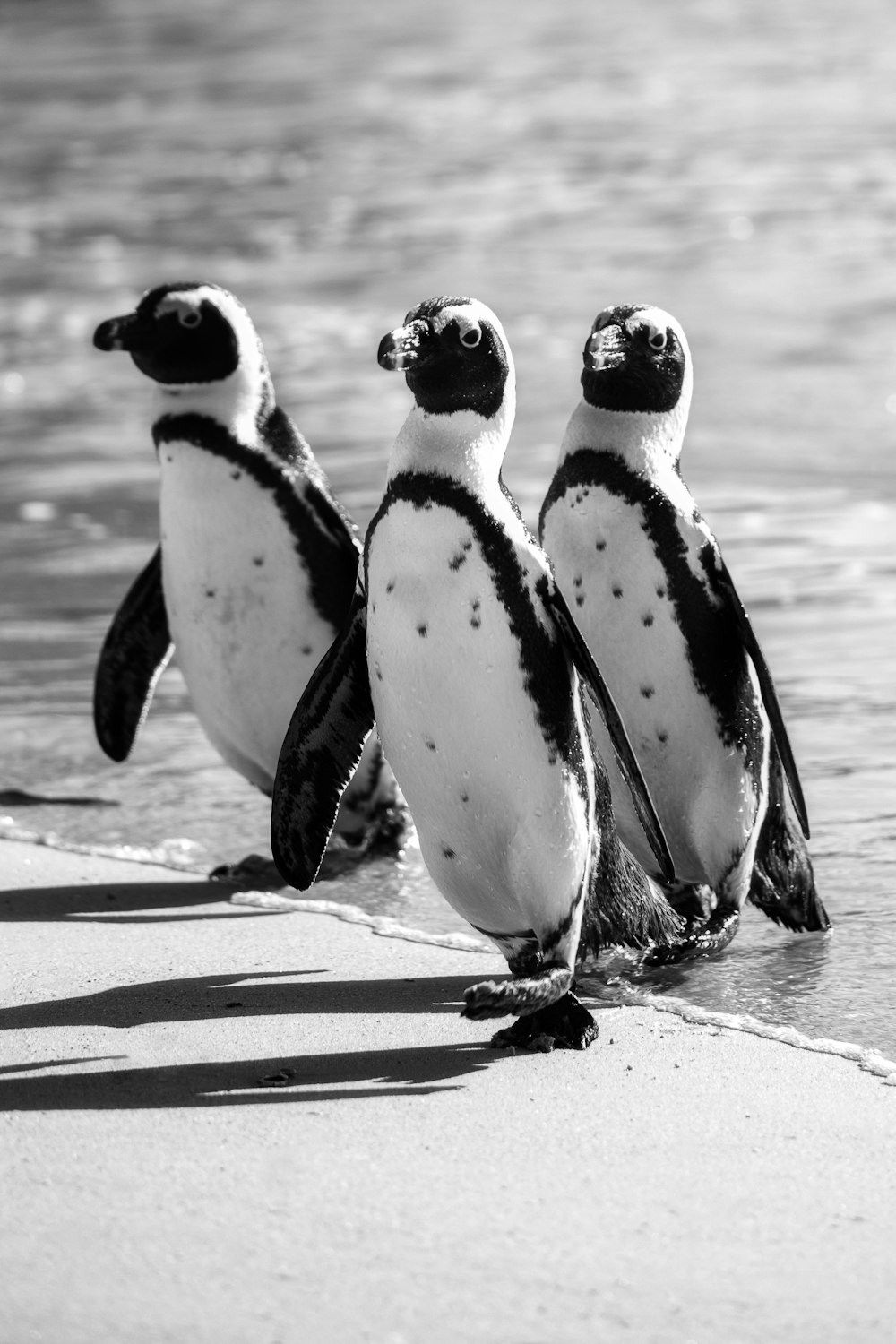 a group of three penguins standing on top of a beach