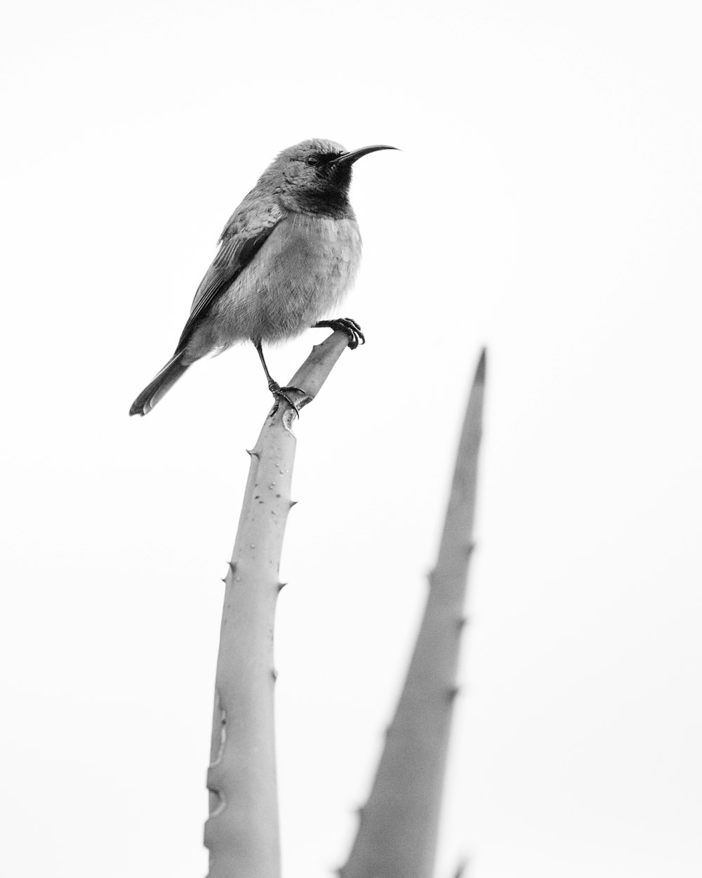 a black and white photo of a bird on a branch