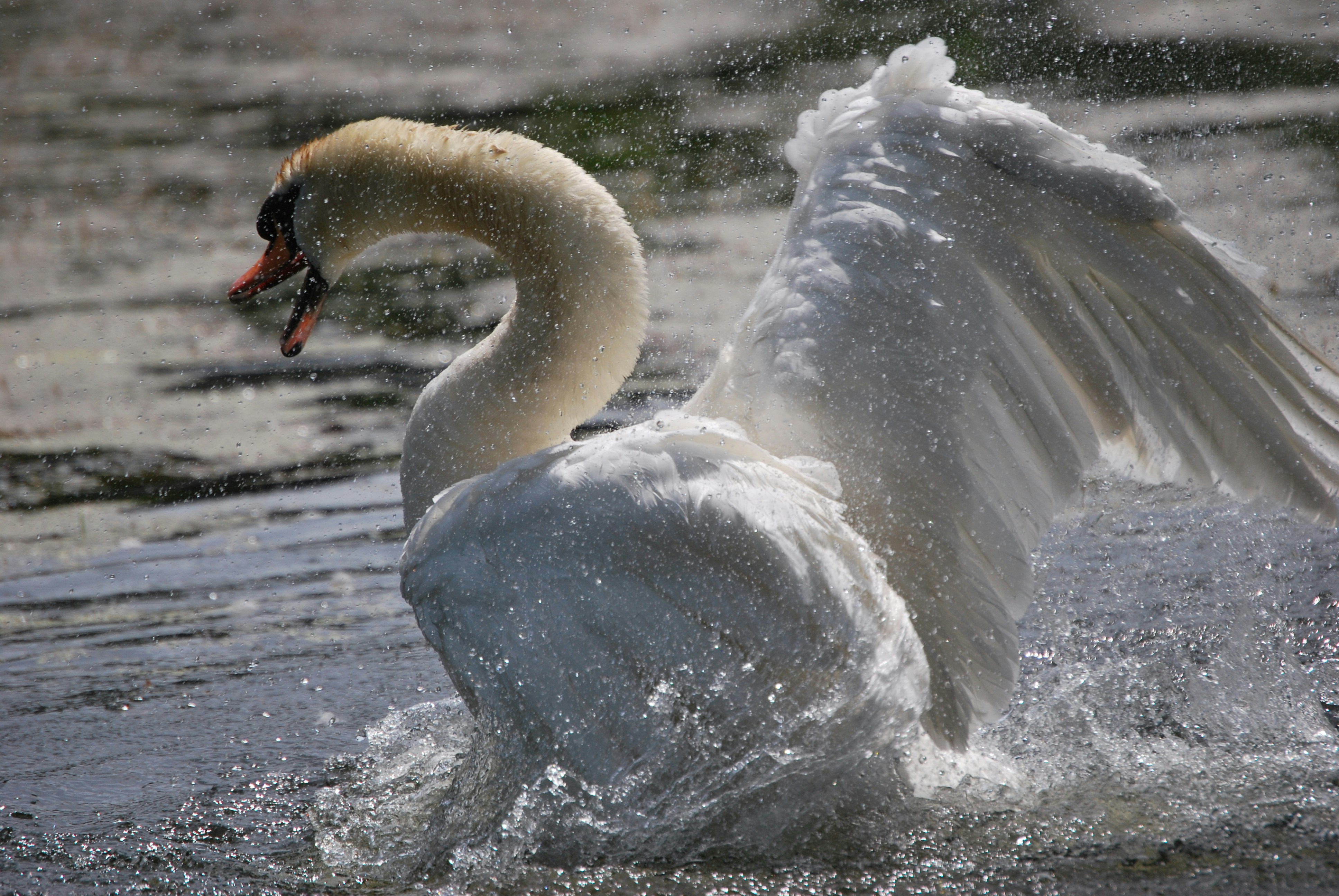 a swan flaps its wings in the water