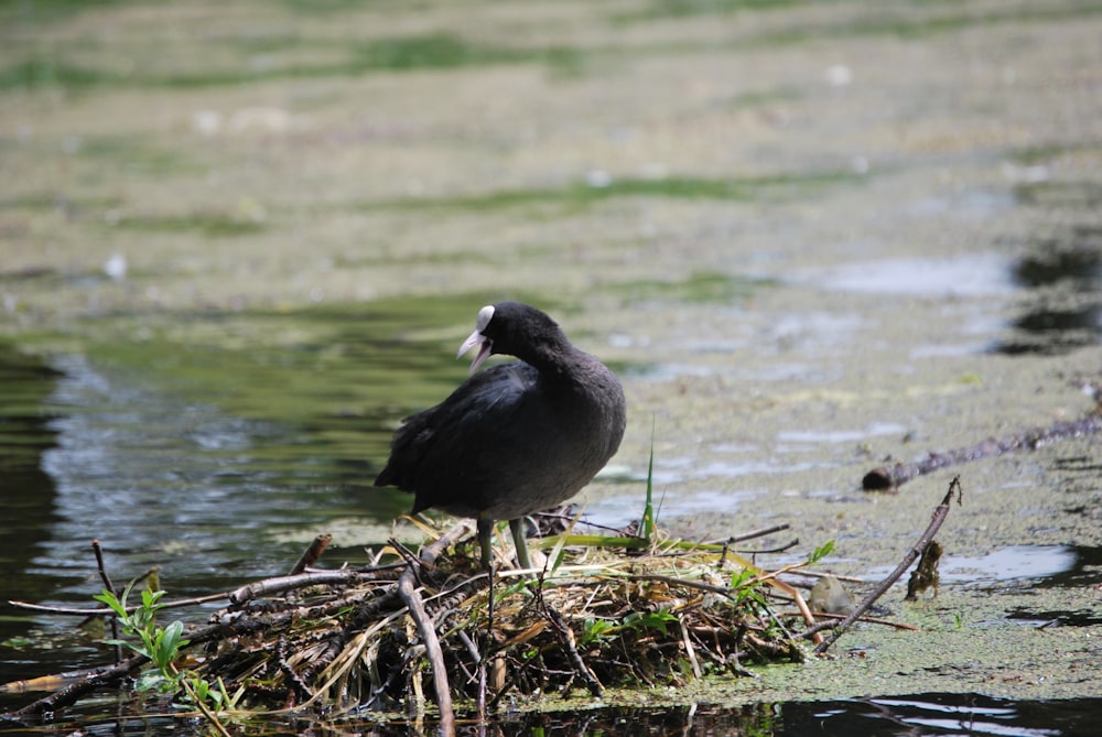 a bird standing on top of a nest in the water