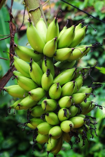 A cluster of green bananas hanging from a banana plant, surrounded by lush green foliage. Some of the bananas have dark brown tips, and the plant is situated in a tropical setting.