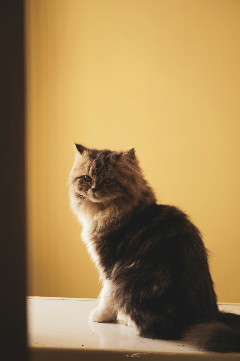 Un gato sentado encima del alféizar de una ventana