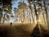 Runners passing through a sunlit forest path lined with wildflowers.