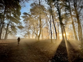 Sunlight filters through a dense forest, casting rays on the path as a lone runner moves uphill. Bare tree branches and mist add an ethereal quality to the scene.