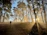 A focused runner training on a forest trail at sunrise.