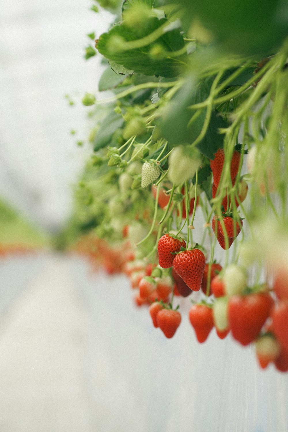 a bunch of strawberries hanging from a plant