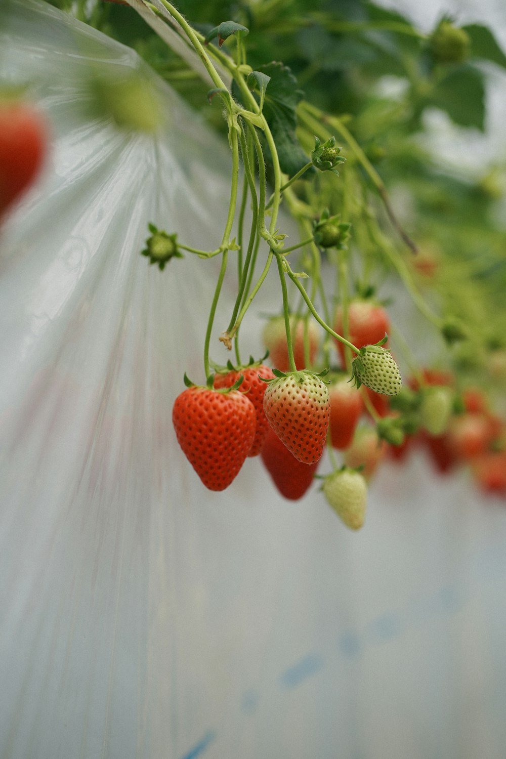 a bunch of strawberries hanging from a plant