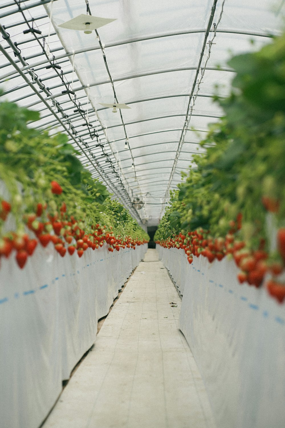 a long row of tomatoes growing in a greenhouse