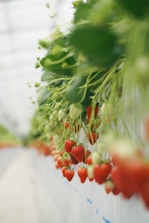 A lush environment where ripe strawberries hang in clusters along a vine supported by a structure. The scene is vibrant with red strawberries contrasting against the green leaves and stems.